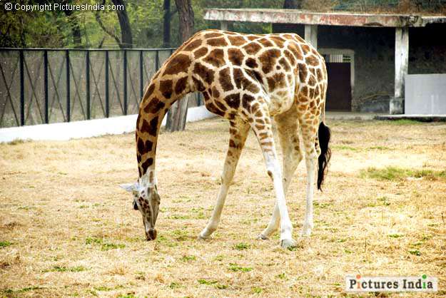 A Giraffe