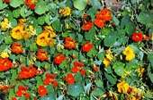 nice flowers