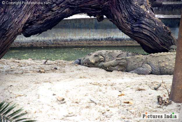 Crocodiles at rest