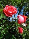 roses