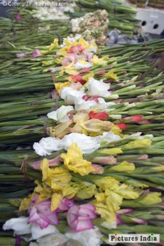 Gladiolus in flower market1