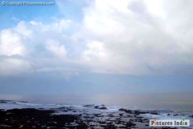 Goa Morjim Beach wilderness1