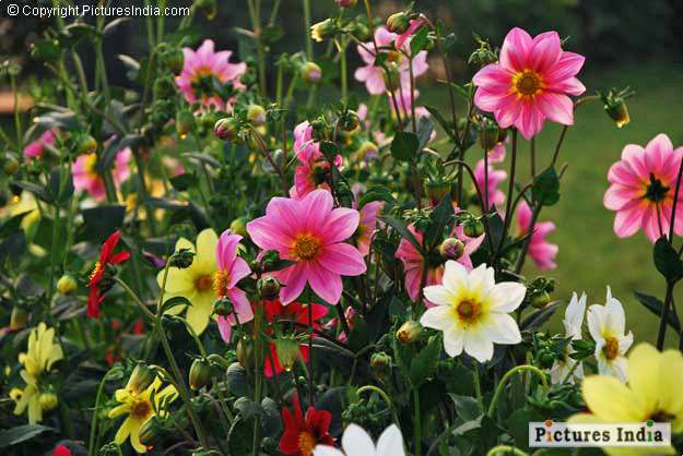 flowers...