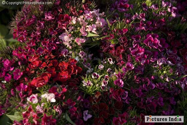 Flowers of many colors