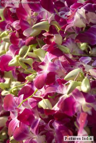 Beautiful orchids in market