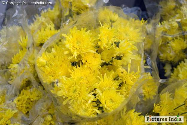 Yellow chrysanthemums Download High Resolution Images