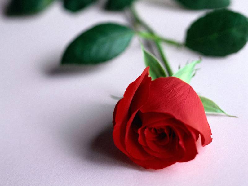 phool