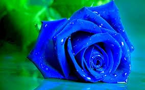 Blue Rose