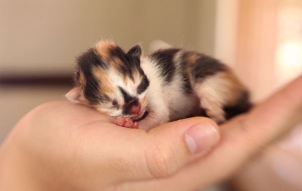 Kitten