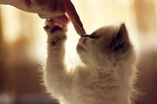 Cute Kitt