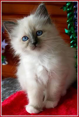 Ragdoll K