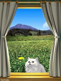 Cat At The Window