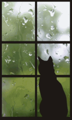Cat In A Rainy Window