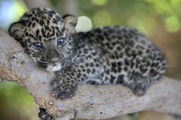 Leopard K