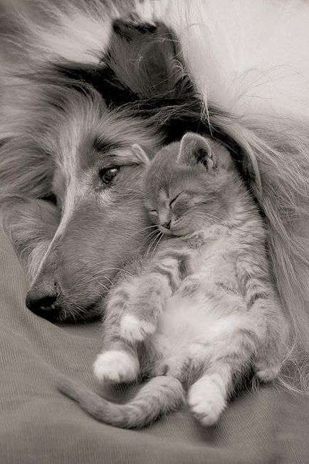 Kitten & Dog