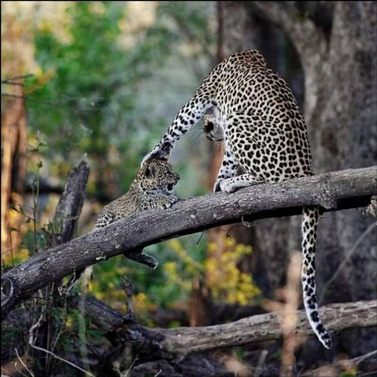 Leopards