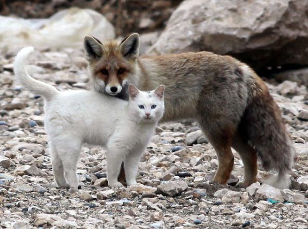 Cat & Fox