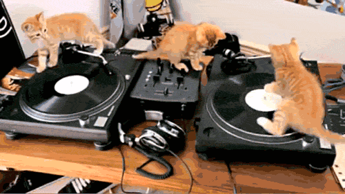 Music Kittens