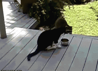 Cat & Raccoon