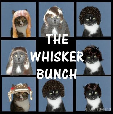 The Whisk