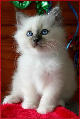 Ragdoll K