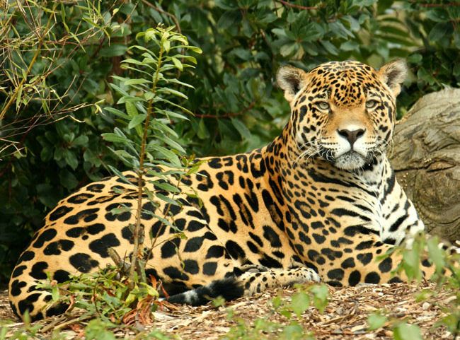 Jaguar