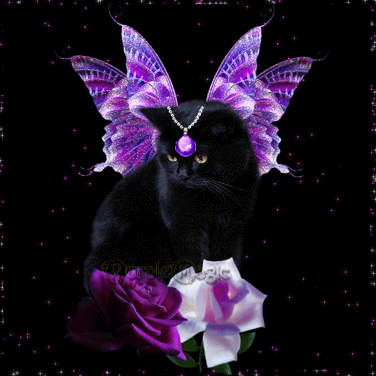 Purple Winged Black Fairy Cat