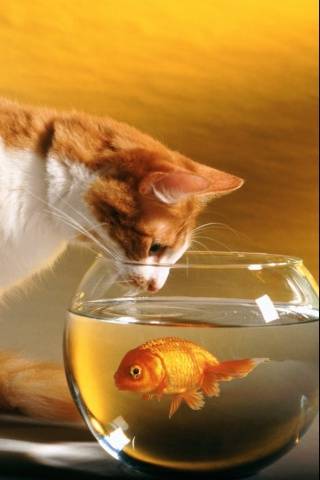 Cat Goldf