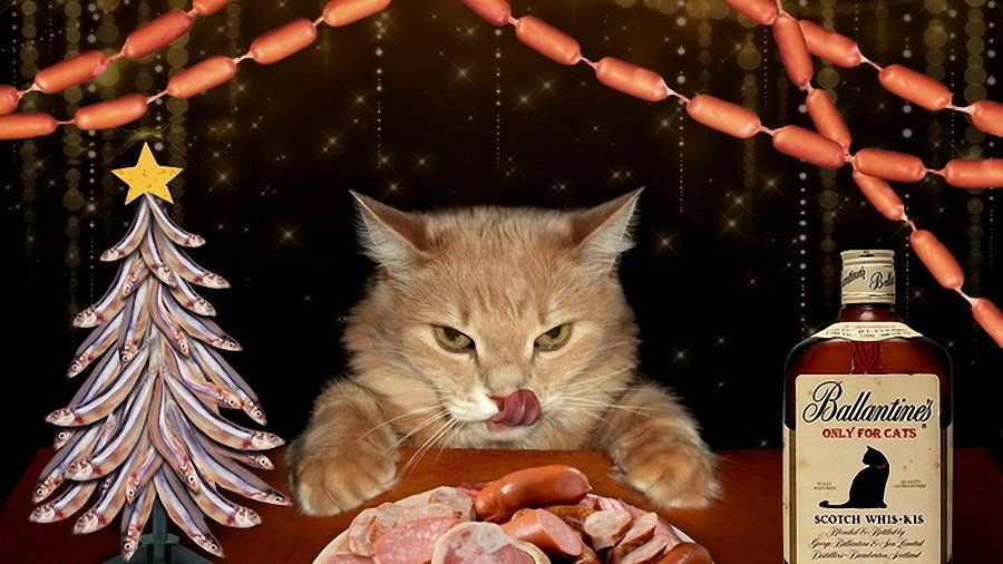 Cat