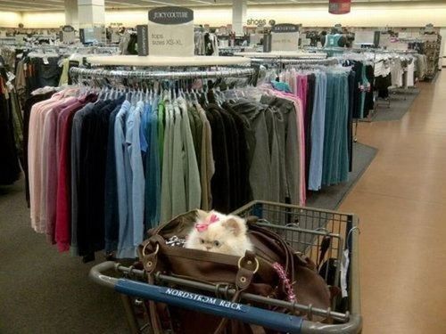 Shopping 