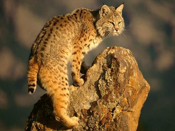 Bobcat (L