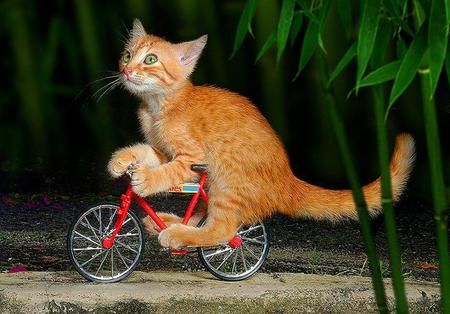 Funny Kit