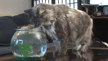 Scaredy Cat