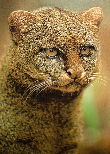 Jaguarund