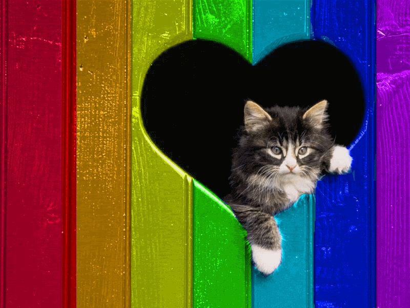 Kitten