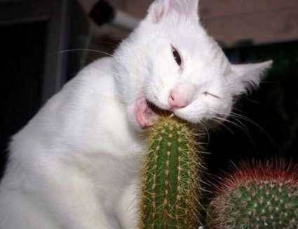 Cat Chewi