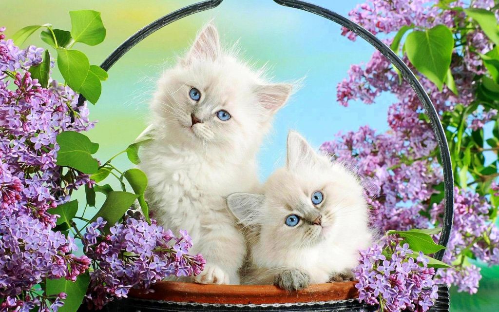 Kittens