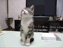 Kitten