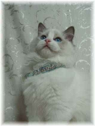 Ragdoll C