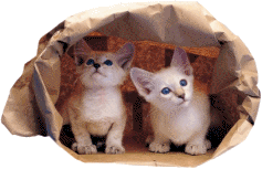 Kittens In Paper Bag