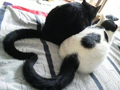 Cat Love