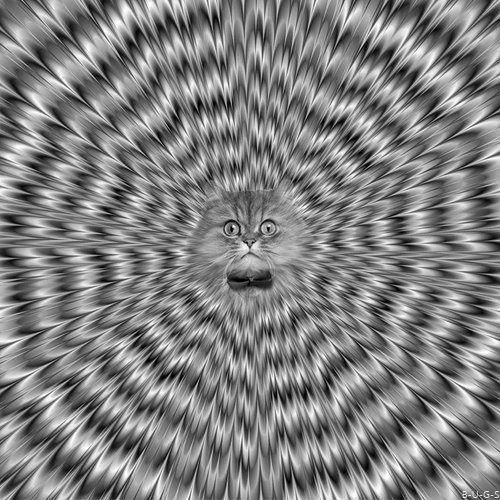 Hypno Cat