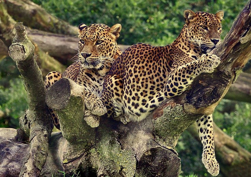 Leopard
