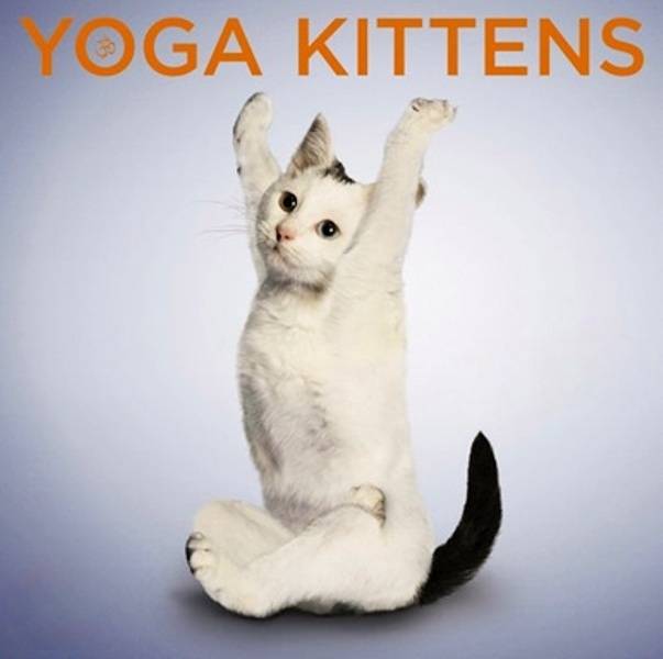 Yoga Cat
