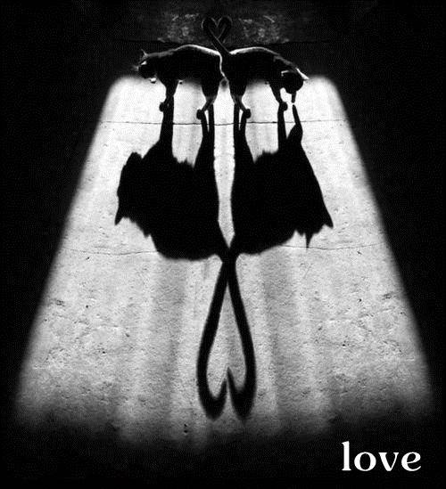 Love Cat 