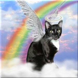 Rainbow Angel Cat