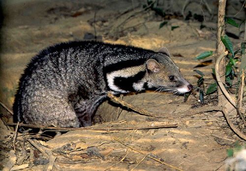 Civet