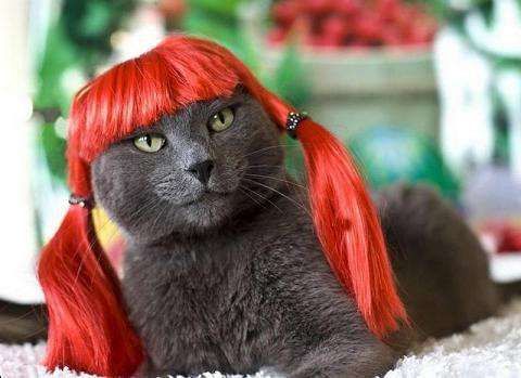 Funny Cat