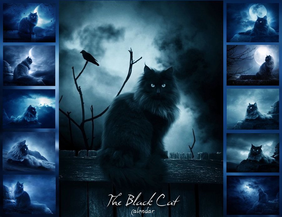 Black Cat