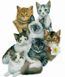 Lots Of Kitties